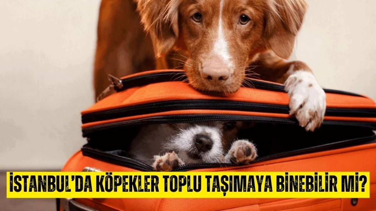 İstanbul'da köpekler toplu taşımaya binebilir mi?