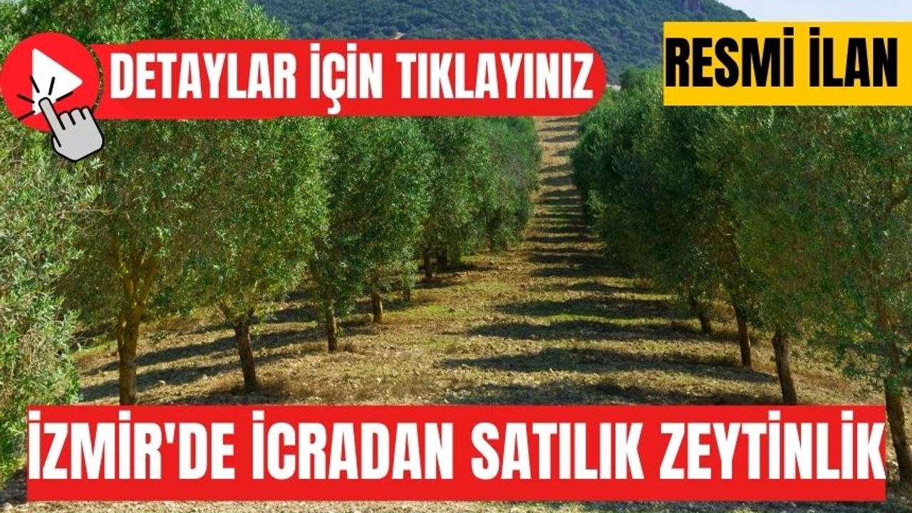 İzmir'de icradan satılık zeytinlik