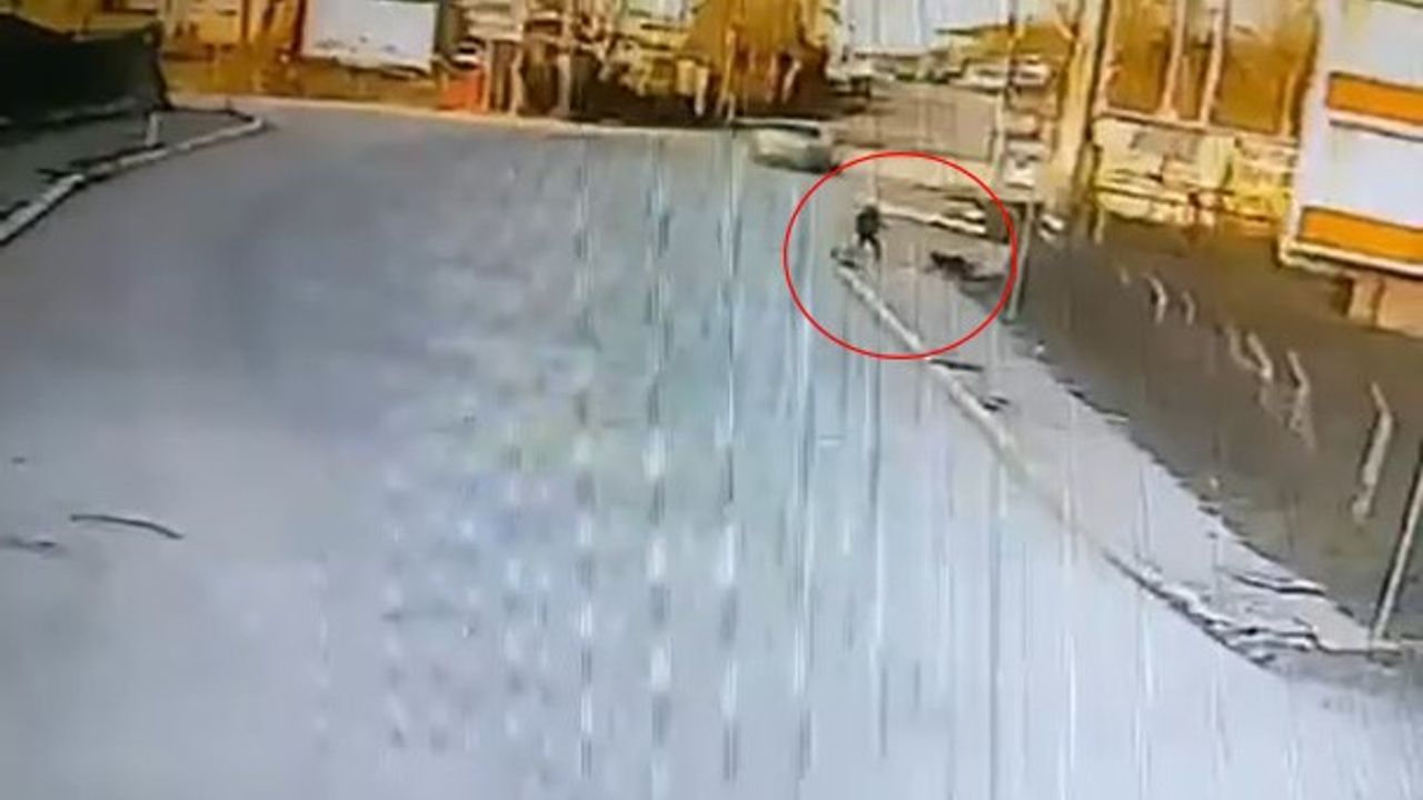 Okula giden çocuğa 2 köpek saldırdı