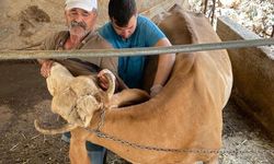 Antalya'da büyükbaş hayvanlara sonbahar şap aşısı