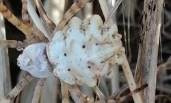 Sivas’ta Mini Bir Katil: Argiope Lobata Örümceği