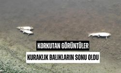 Kuraklık Türkiye'nin o ilinde toplu balık ölümlerine neden oldu