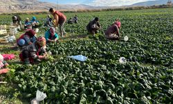 Türkiye'nin ıspanak deposunda hasat vakti