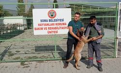 Soma Belediyesi sayesinde kaybolan köpek sahibine kavuştu