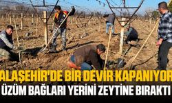 Alaşehir'de zeytin üretimi her geçen yıl artıyor