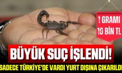 Sadece Türkiye'de bulunan akrep türü yurt dışına çıkarıldı