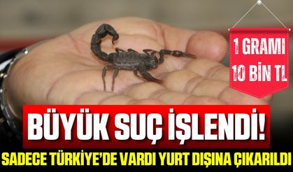 Sadece Türkiye'de bulunan akrep türü yurt dışına çıkarıldı