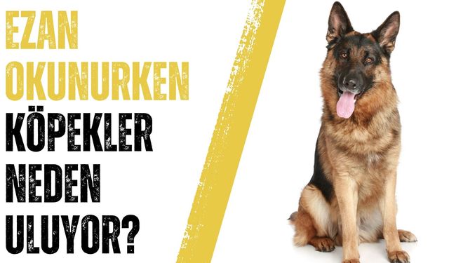 Ezan okununca köpekler neden uluyor Fetva Meclisi Cübbeli Ahmet Hoca