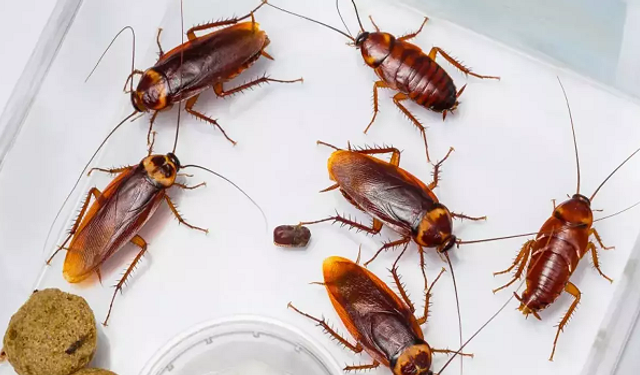 Lavabodan giderlerden gelen hamam böceği nasıl yok edilir? En etkili hamam böceği ilacı hangisi?