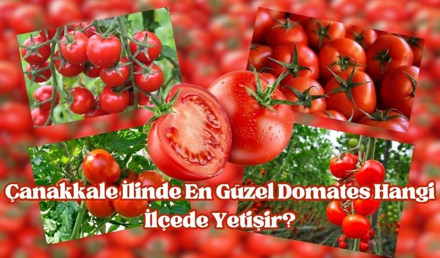 Çanakkale ilinde en güzel domates hangi ilçede yetişir?