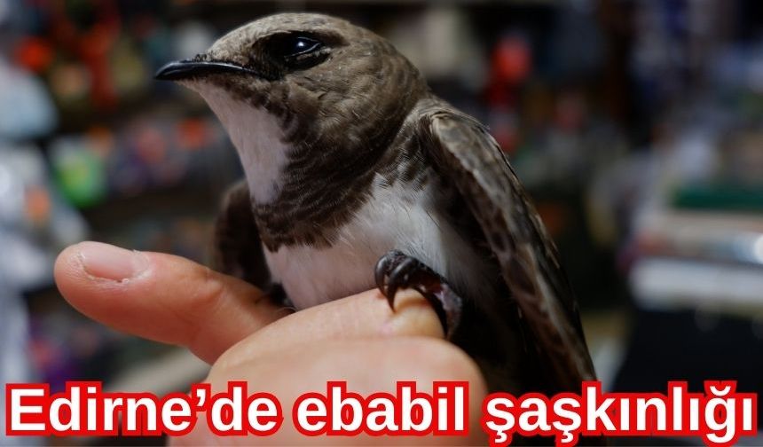 Dünyanın en nadir kuşlarından ebabil Edirne'de bulundu