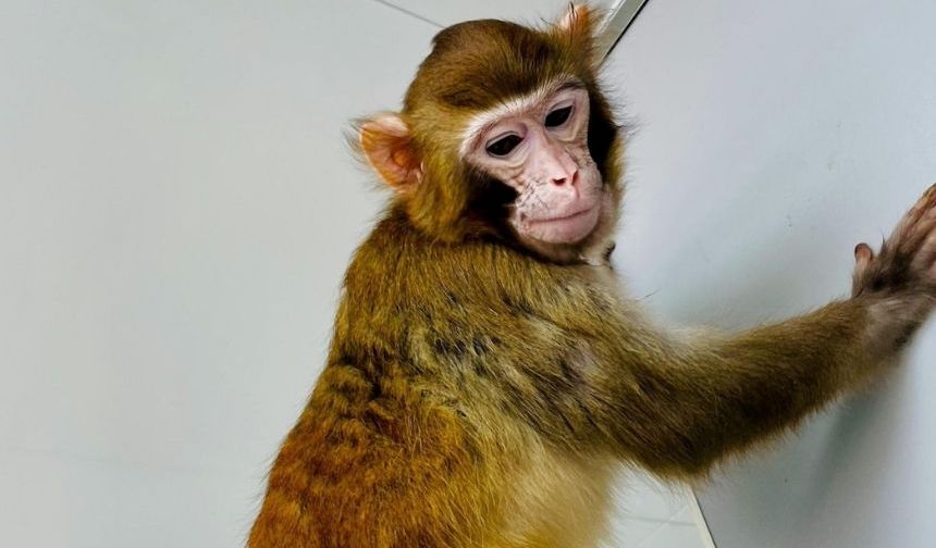 Dünyada bir ilk! | Klonlanmış maymun 2 yıldan fazla hayatta kaldı