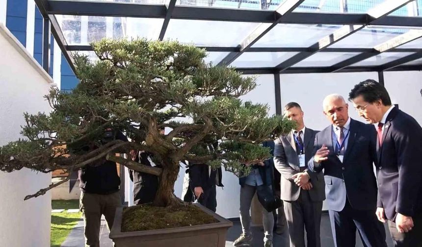 Türkiye’nin ilk, Avrupa’nın en büyük bonsai müzesi Yalova’da açıldı