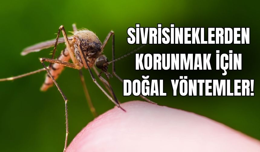 Sivrisinek gelmemesi için vücuda doğal ne sürülür? Sivri sinekler hangi kokuyu sevmez?