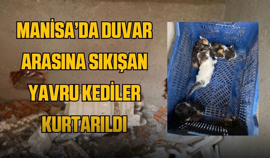 Manisa'da duvar arasına sıkışan yavru kediler kurtarıldı!