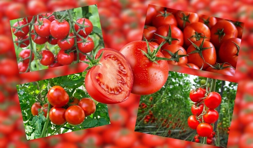 Çanakkale ilinde en güzel domates hangi ilçede yetişir 1