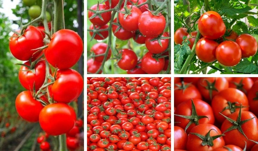 Çanakkale ilinde en güzel domates hangi ilçede yetişir 2