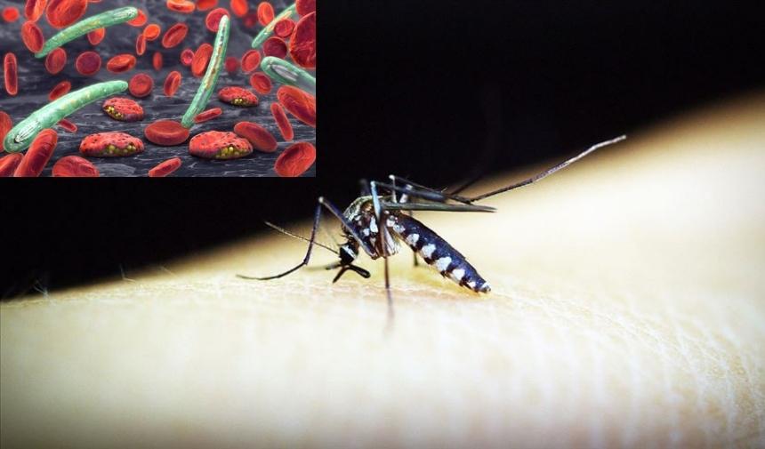 Bilim insanları sıtma hastalığına karşı çözüm buldu (1)
