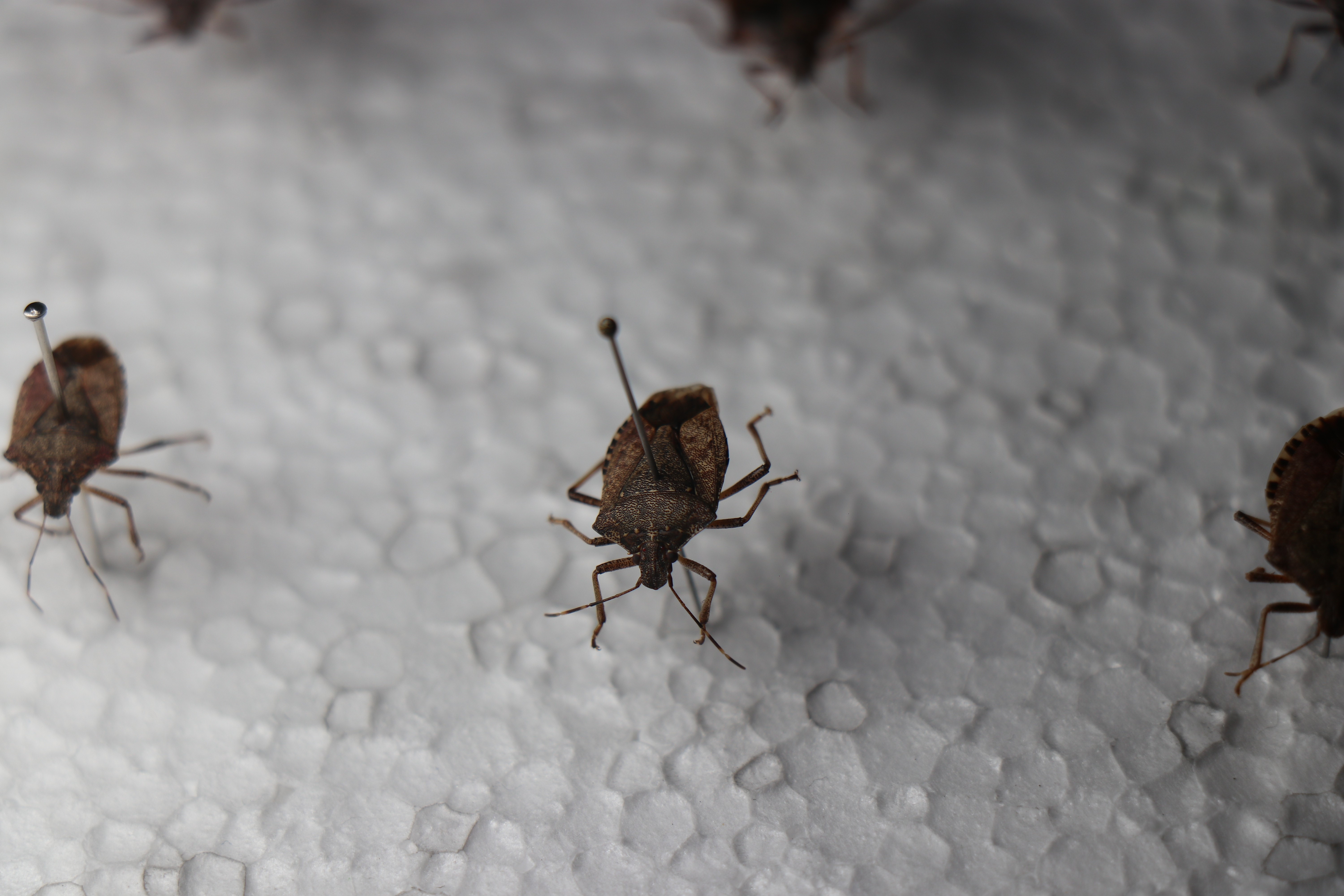 kahverengi kokarca böceği (4)