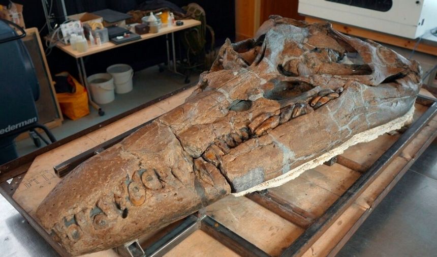 Bilim Adamları 150 Milyon Yıllık Deniz Canlısı Iskeleti Buldu (1)