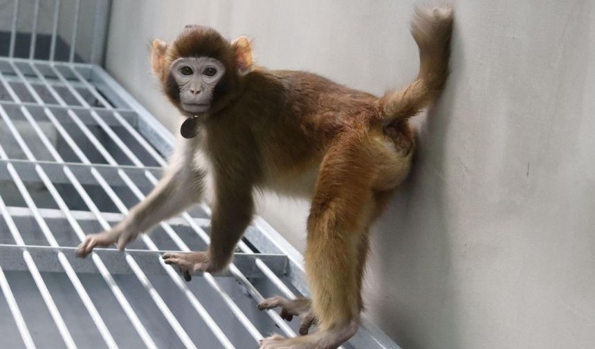 Dünyada Bir Ilk! Klonlanmış Maymun 2 Yıldan Fazla Hayatta Kaldı