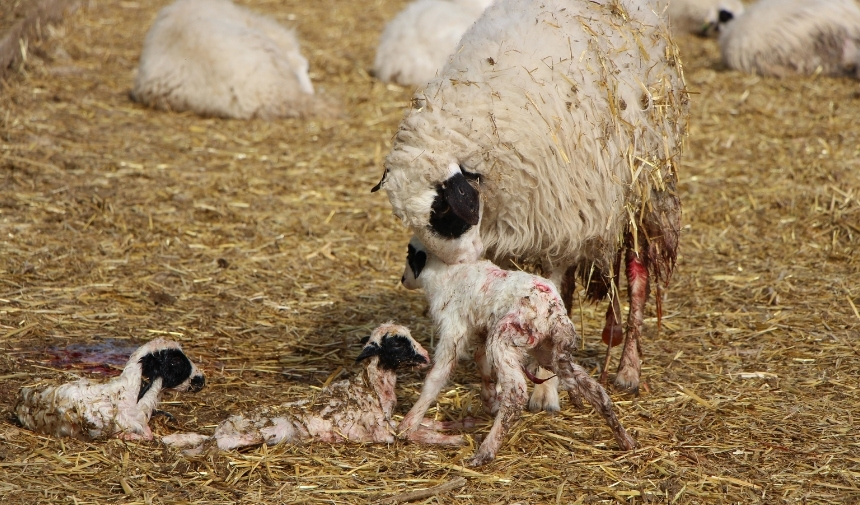 Bu Koyun Irkı Hayvancıları Zengin Eder (4)