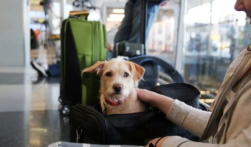 Istanbulda Köpekler Toplu Taşımaya Binebilir Mi