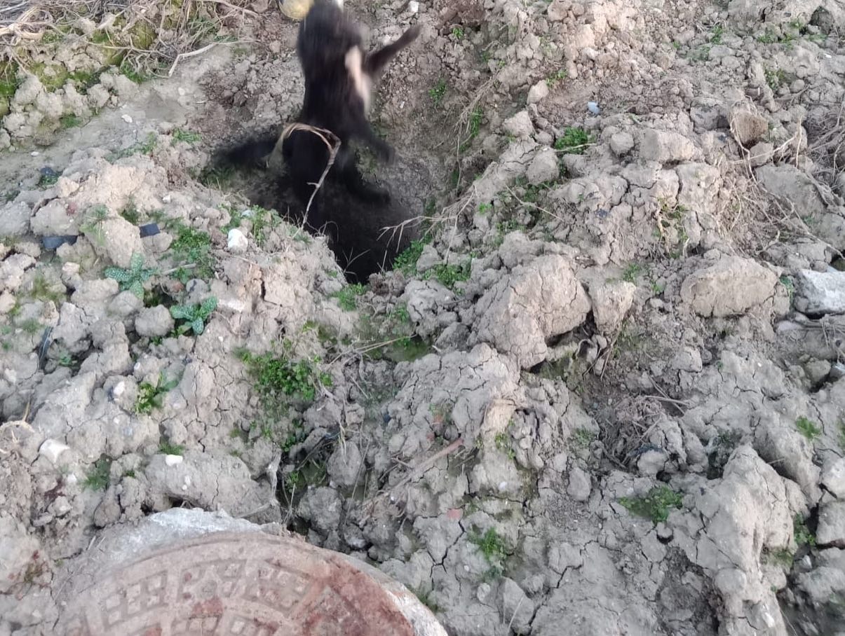 Manisa'da Logara Düşen Köpek Kurtarıldı-1