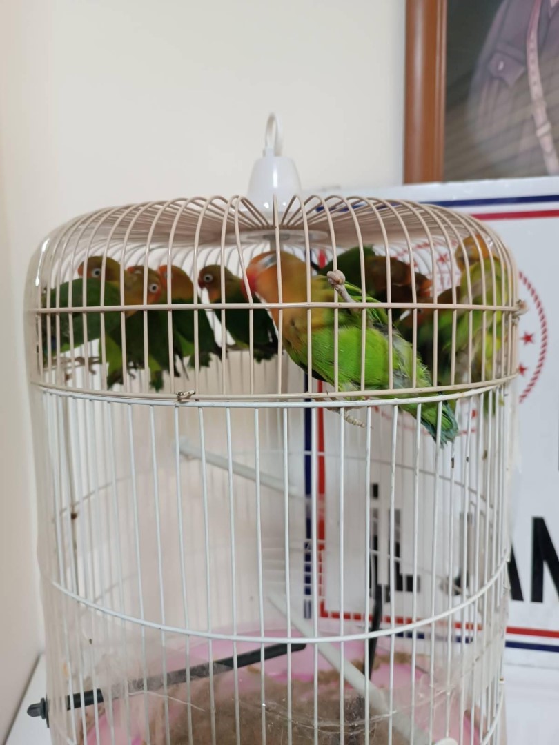 Salihli'de Satışı Yasak Papağan Ele Geçirildi (2)