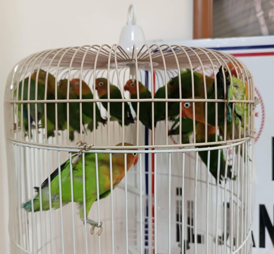 Salihli'de Satışı Yasak Papağan Ele Geçirildi (3)