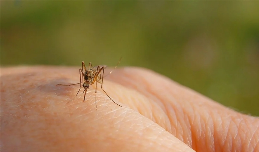 Sivrisinek Gelmemesi Için Vücuda Doğal Ne Sürülür Sivri Sinekler Hangi Kokuyu Sevmez (1)