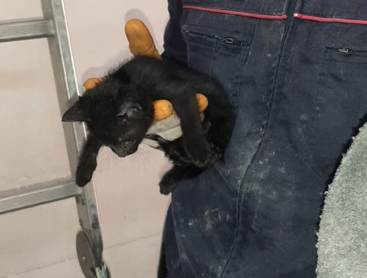 Akhisar'da İtfaiye Ekipleri Pis Su Borusundaki Kediyi Kurtardı-2
