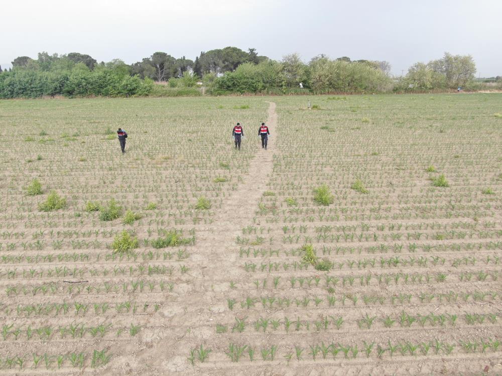 Manisa’da mısır tarlasına ekilen kenevirler ele geçirildi-2