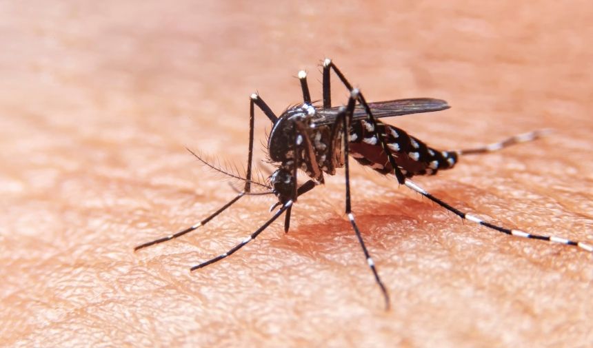 Uzun Bacaklı Sinek Isırır Mı Uzun Bacaklı Sivrisinek Zararlı Mı (1)