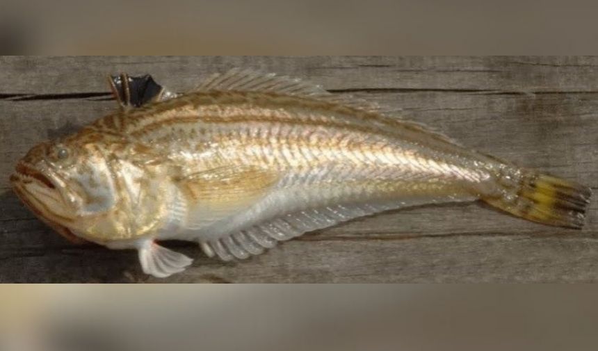Zehirli Balık Türleri Nelerdir Balığın Zehirli Olduğu Nasıl Anlaşılır (7)