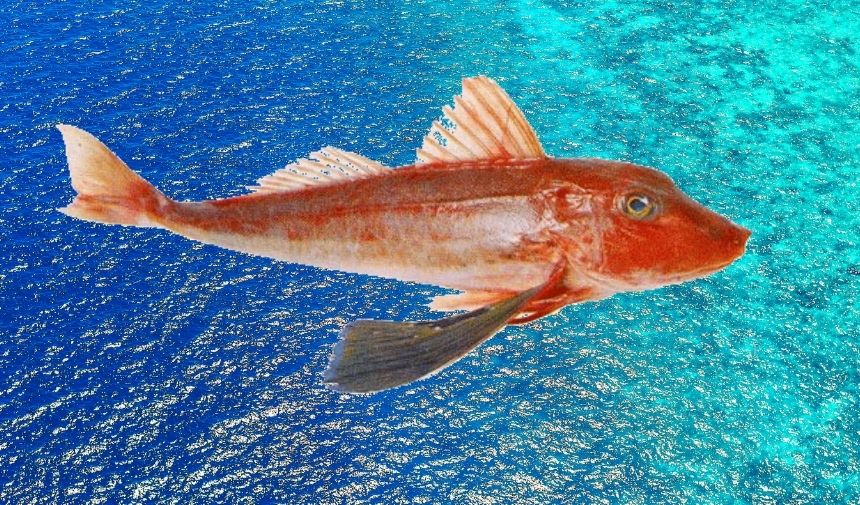 Zehirli Balık Türleri Nelerdir Balığın Zehirli Olduğu Nasıl Anlaşılır (9)